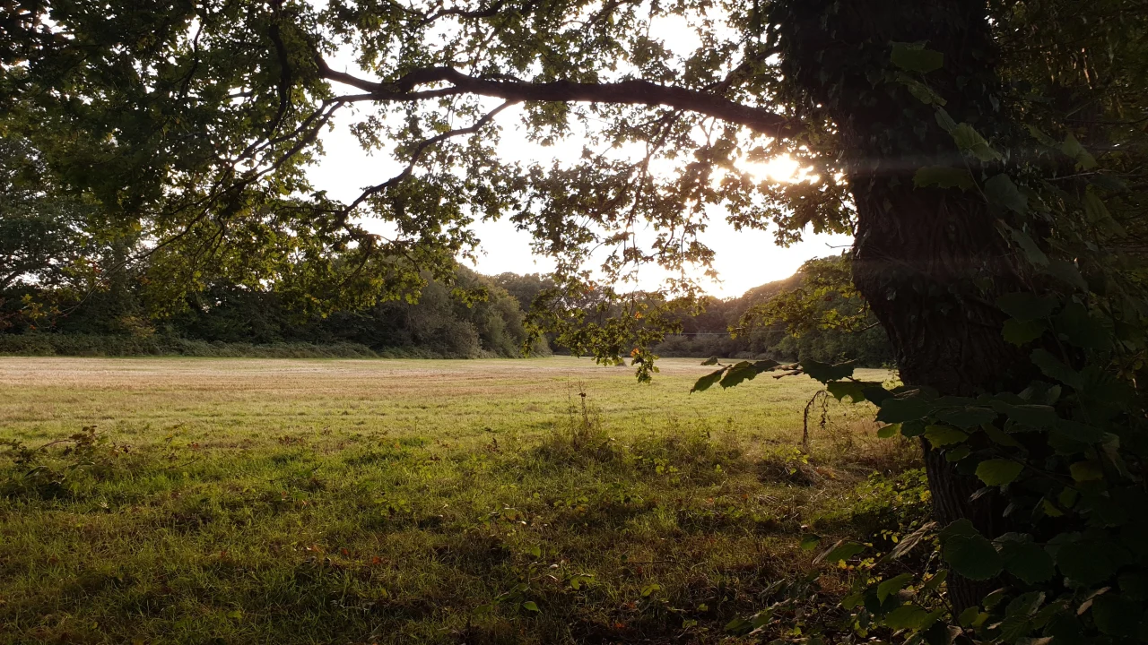 Mid Sussex Vegans